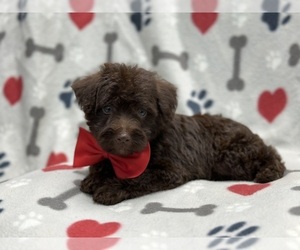 Schnoodle (Miniature) Puppy for sale in LAKELAND, FL, USA