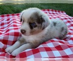 Small Photo #8 Australian Shepherd Puppy For Sale in JEROMESVILLE, OH, USA