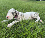 Small #1 Great Dane