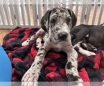 Puppy Nambu Great Dane