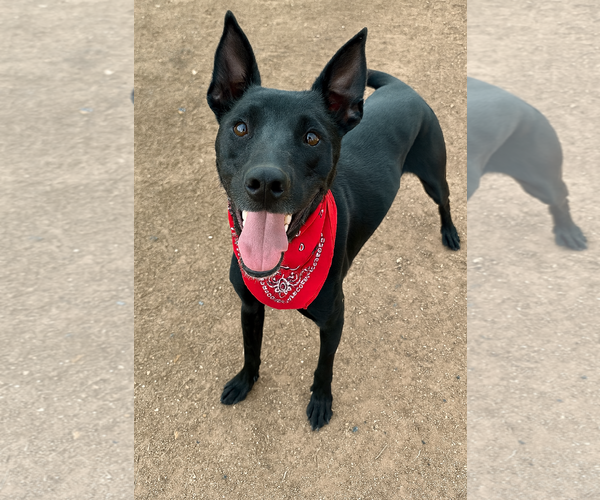 Medium Photo #1 Australian Kelpie-Labrador Retriever Mix Puppy For Sale in Phoenix, AZ, USA
