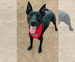 Small Australian Kelpie-Labrador Retriever Mix