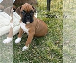 Puppy Ebony Boxer