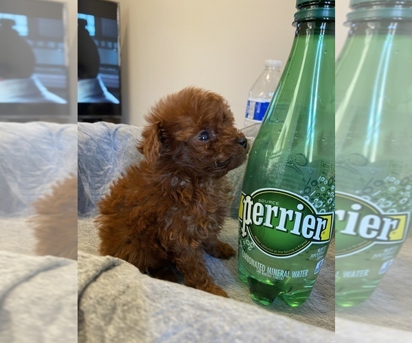 Medium Photo #4 Poodle (Miniature) Puppy For Sale in JERSEY CITY, NJ, USA