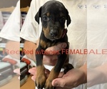 Small #6 Doberman Pinscher