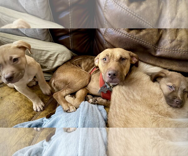 Medium Photo #2 American Staffordshire Terrier-Unknown Mix Puppy For Sale in Holly Springs, NC, USA