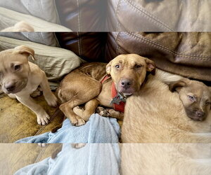 Mama Marie - Female American Staffordshire Terrier-Unknown Mix Dog for Adoption - Photo #2