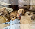 Small Photo #2 American Staffordshire Terrier-Unknown Mix Puppy For Sale in Holly Springs, NC, USA