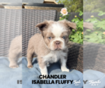 Chandler Fluffy - Male French Bulldog Puppy for Sale - Photo #5