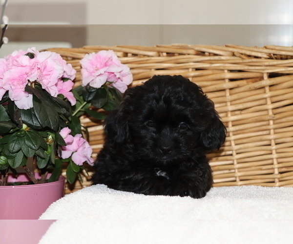 Medium Photo #3 Shih-Poo Puppy For Sale in SHILOH, OH, USA