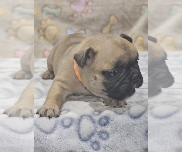 Medium Photo #4 French Bulldog Puppy For Sale in DEXTER, MO, USA