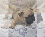 Small Photo #4 French Bulldog Puppy For Sale in DEXTER, MO, USA
