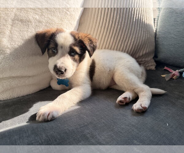 Medium Photo #2 Australian Shepherd-Unknown Mix Puppy For Sale in Plainfield, IL, USA