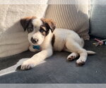 Small #1 Australian Shepherd Mix
