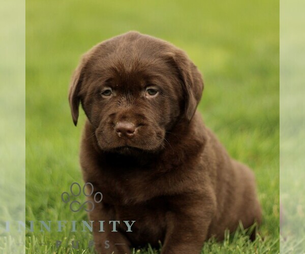 Medium Photo #1 Labrador Retriever Puppy For Sale in RONKS, PA, USA