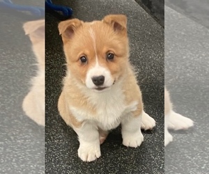 Pembroke Welsh Corgi Puppy for sale in LOUISVILLE, KY, USA
