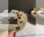 Small Photo #3 Chorkie Puppy For Sale in LA SIERRA, CA, USA