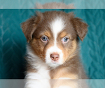Small #1 Australian Shepherd