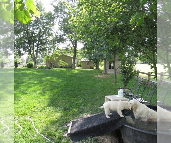 Medium Photo #39 English Cream Golden Retriever Puppy For Sale in NORTHWOOD, OH, USA