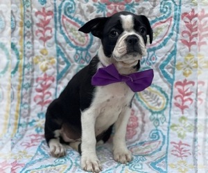 Boston Terrier Puppy for sale in LANCASTER, PA, USA