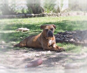 Hope - Female American Pit Bull Terrier-Unknown Mix Dog for Adoption - Photo #3
