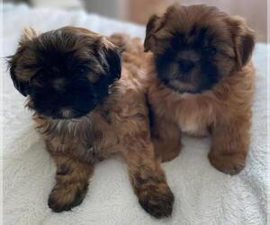 Shih-Poo Puppy for sale in PLUMAS LAKE, CA, USA