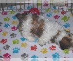 Small Photo #2 Shih-Poo Puppy For Sale in ORO VALLEY, AZ, USA