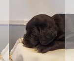 Small Photo #31 Aussiedoodle Puppy For Sale in ATHENS TOWNSHIP, PA, USA