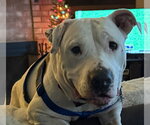 Small #8 American Pit Bull Terrier Mix