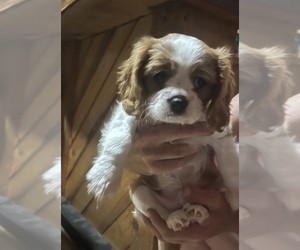 Cavalier King Charles Spaniel Puppy for sale in BUFFALO JUNCTION, VA, USA