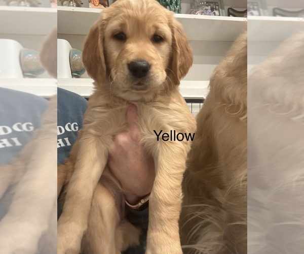 Medium Photo #1 Golden Retriever Puppy For Sale in GRAND RAPIDS, MI, USA