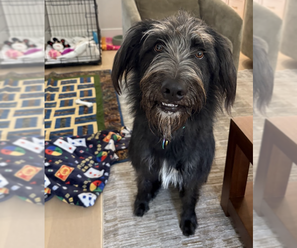 Medium Photo #7 Labrador Retriever-Unknown Mix Puppy For Sale in Brooklyn, NY, USA