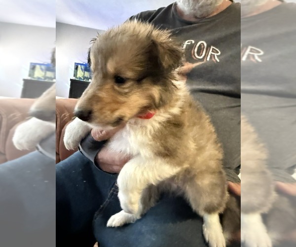 Medium Photo #6 Collie Puppy For Sale in HIGH POINT, NC, USA