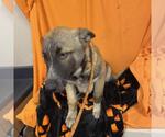 A615583 - Female German Shepherd Dog-Unknown Mix Dog for Adoption - Small photo