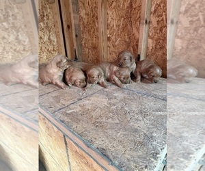 Golden Retriever Puppy for sale in ROCK VALLEY, IA, USA
