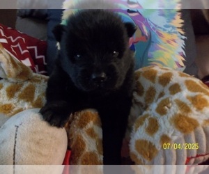 Chow Chow Puppy for sale in MIDDLEBURG, FL, USA