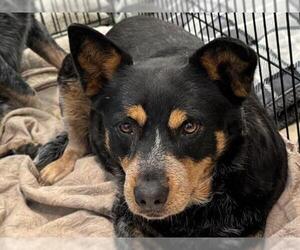 Texas Heeler Dogs for adoption in Santa Maria, CA, USA