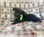 Small #7 Schnauzer (Miniature)