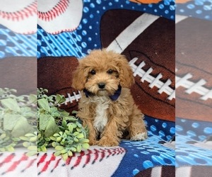 Poodle (Miniature) Puppy for sale in LEOLA, PA, USA