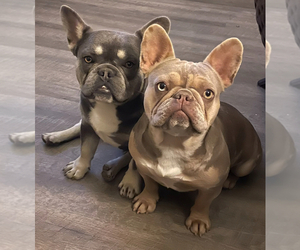 Father of the French Bulldog puppies born on 06/23/2025