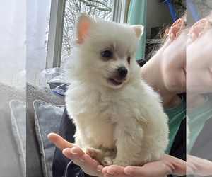 Pom-A-Poo Puppy for sale in FREMONT, MI, USA