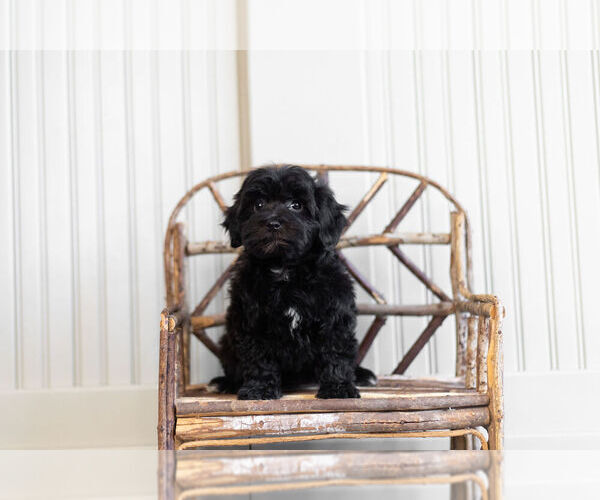 Medium Photo #1 Morkie-Poodle (Toy) Mix Puppy For Sale in WARSAW, IN, USA