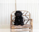 Small Photo #1 Morkie-Poodle (Toy) Mix Puppy For Sale in WARSAW, IN, USA