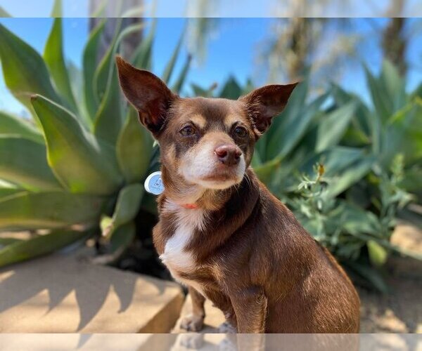 Medium Photo #2 Chihuahua Puppy For Sale in  Ramona, CA, USA