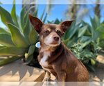 Small Photo #2 Chihuahua Puppy For Sale in  Ramona, CA, USA