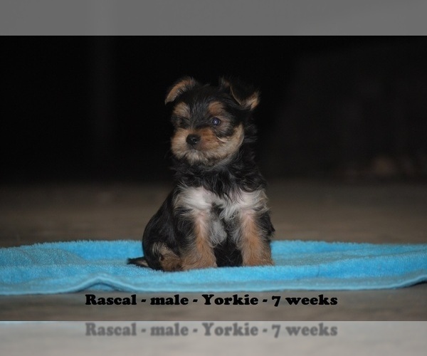 Medium Photo #1 Yorkshire Terrier Puppy For Sale in CLARKRANGE, TN, USA