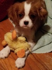 Cavalier King Charles Spaniel Puppy for sale in BEAUMONT, TX, USA