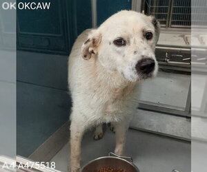 Border Collie-Unknown Mix Dogs for adoption in Oklahoma City, OK, USA