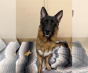 German Shepherd Dog Dogs for adoption in Chula Vista, CA, USA