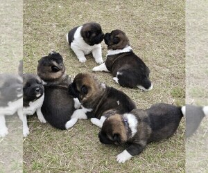 Akita Puppy for sale in MANNING, SC, USA